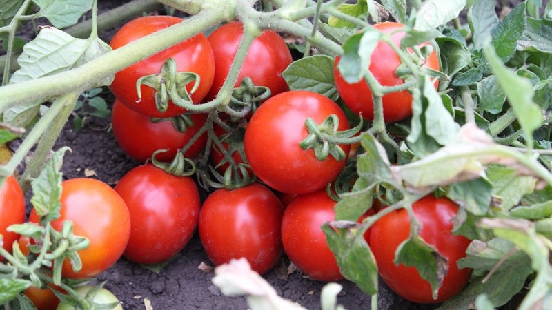 A gift from Siberian breeders - a tomato Countryman: a description of the variety and the rules for its cultivation