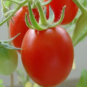 A gift from Siberian breeders - a tomato Countryman: a description of the variety and the rules for its cultivation