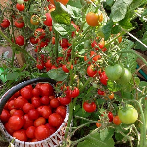 A gift from Siberian breeders - a tomato Countryman: a description of the variety and the rules for its cultivation