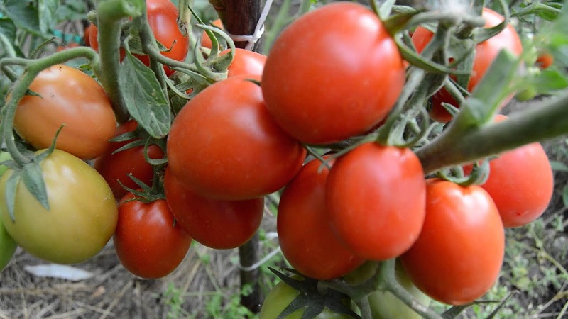 A gift from Siberian breeders - a tomato Countryman: a description of the variety and the rules for its cultivation