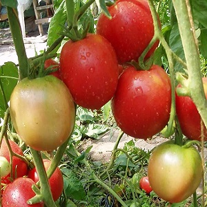 A gift from Siberian breeders - a tomato Countryman: a description of the variety and the rules for its cultivation