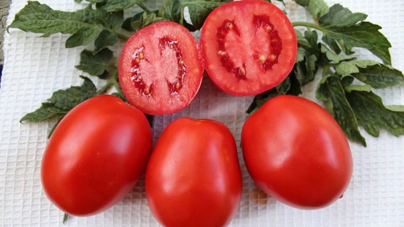 A gift from Siberian breeders - a tomato Countryman: a description of the variety and the rules for its cultivation