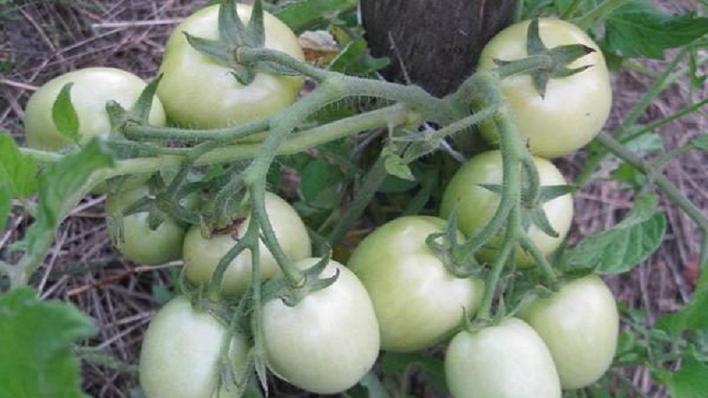 A gift from Siberian breeders - a tomato Countryman: a description of the variety and the rules for its cultivation