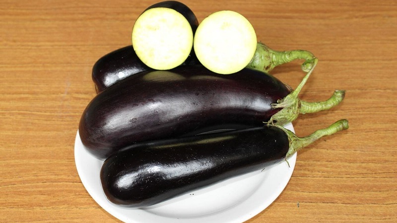 A gift from modern breeders - Fabina f1 eggplant with large fruits and impressive yields
