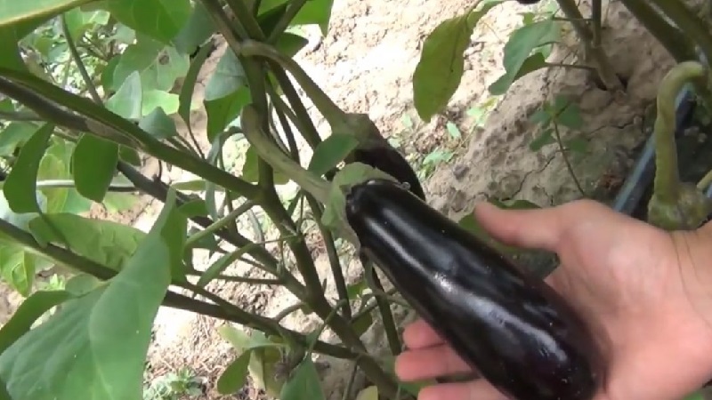 A gift from modern breeders - Fabina f1 eggplant with large fruits and impressive yields