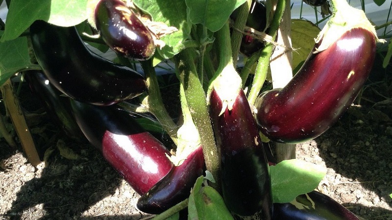 A gift from modern breeders - Fabina f1 eggplant with large fruits and impressive yields