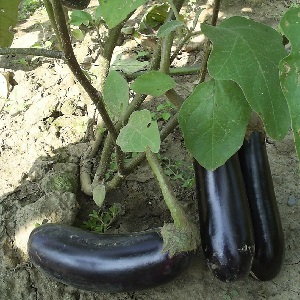 A gift from modern breeders - Fabina f1 eggplant with large fruits and impressive yields