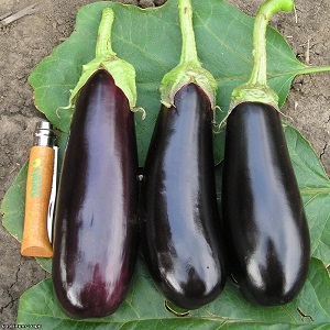 A gift from modern breeders - Fabina f1 eggplant with large fruits and impressive yields