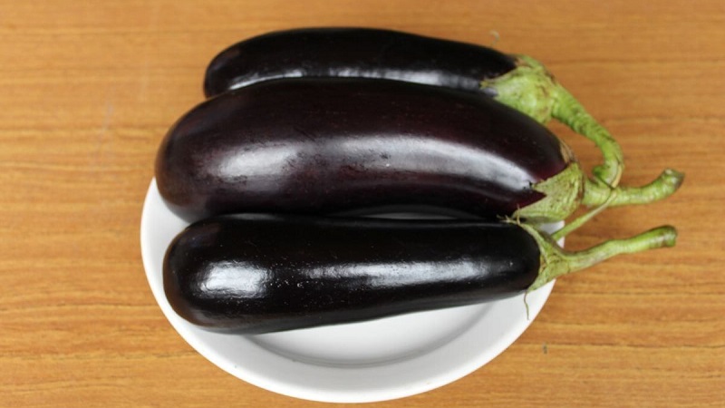 A gift from modern breeders - Fabina f1 eggplant with large fruits and impressive yields