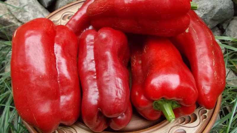 A selection of the best varieties of sweet peppers for outdoor use