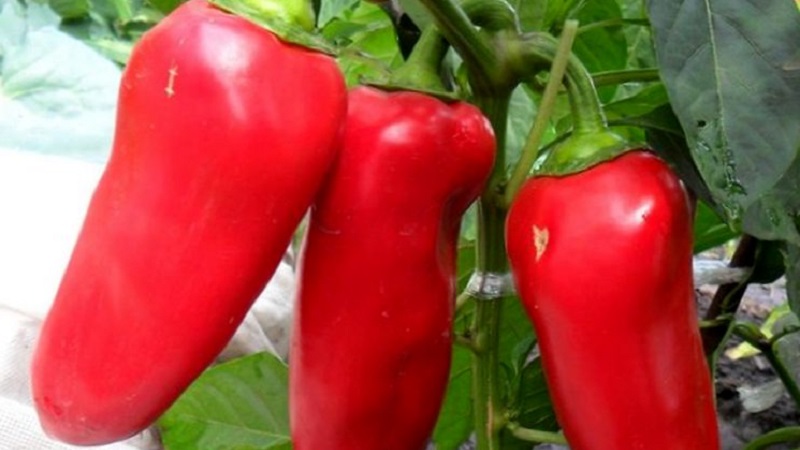 A selection of the best varieties of sweet peppers for outdoor use