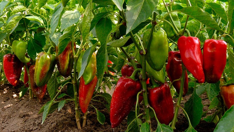 A selection of the best varieties of sweet peppers for outdoor use