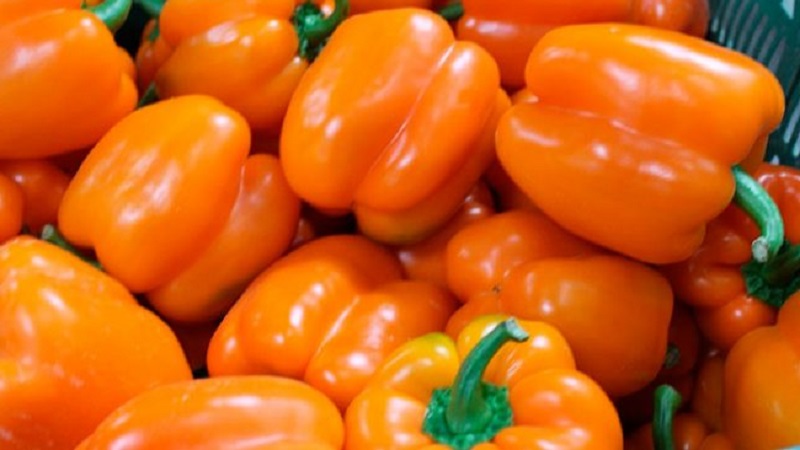 A selection of the best varieties of sweet peppers for outdoor use