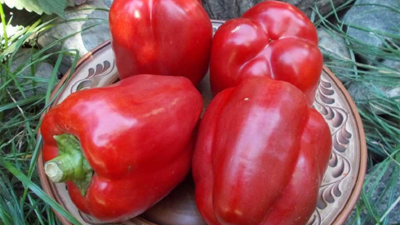 A selection of the best varieties of sweet peppers for outdoor use