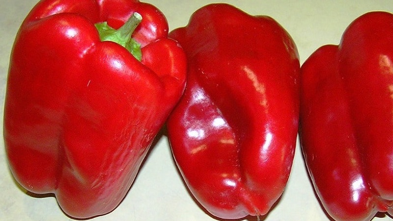 A selection of the best varieties of sweet peppers for outdoor use