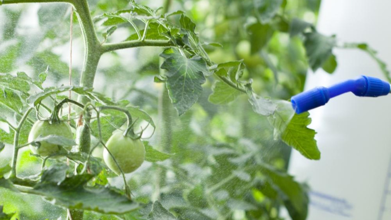 Fertilizing tomatoes and cucumbers with whey: the benefits of a fermented milk product for obtaining a bountiful harvest
