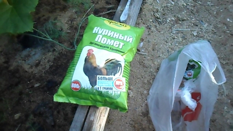 Fertilizing tomatoes and cucumbers with whey: the benefits of a fermented milk product for obtaining a bountiful harvest