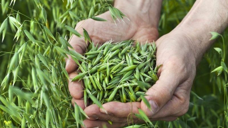Benefits of oats for the stomach