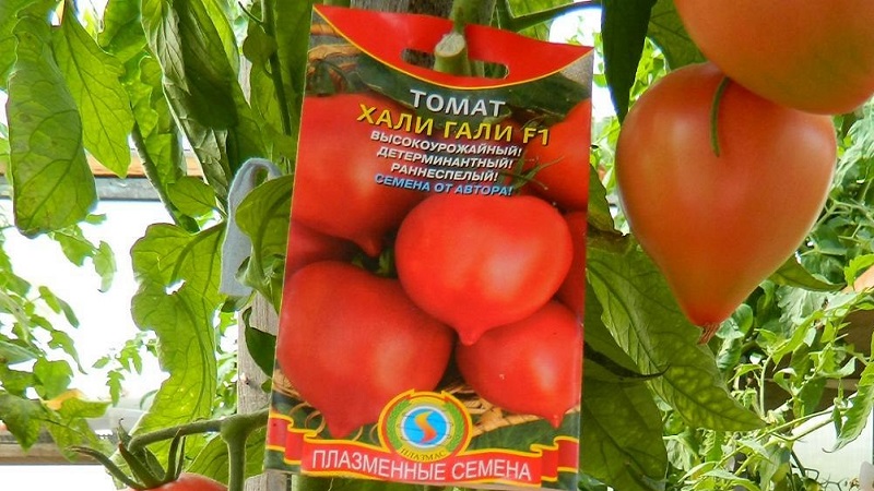 We get a record harvest with Hali Gali's tomato: life hacks of gardeners and basic rules for caring for a hybrid