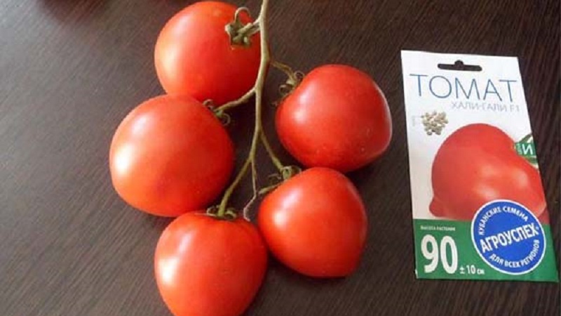 We get a record harvest with Hali Gali's tomato: life hacks of gardeners and basic rules for caring for a hybrid