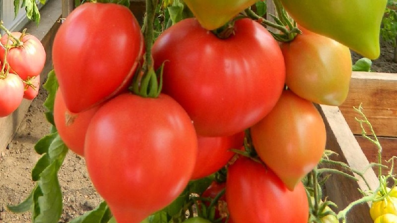 We get a record harvest with Hali Gali's tomato: life hacks of gardeners and basic rules for caring for a hybrid