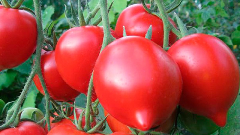 We get a record harvest with Hali Gali's tomato: life hacks of gardeners and basic rules for caring for a hybrid