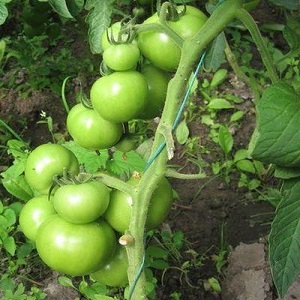 We get a record harvest with Hali Gali's tomato: life hacks of gardeners and basic rules for caring for a hybrid