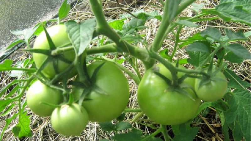 We get a record harvest with Hali Gali's tomato: life hacks of gardeners and basic rules for caring for a hybrid