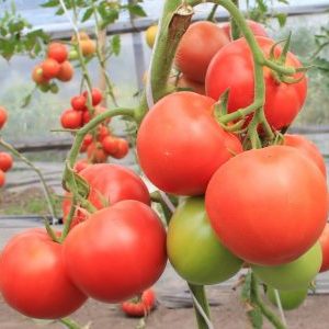 What can you remember about Masterpiece tomatoes and how to get a decent harvest