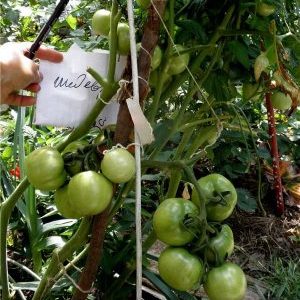 What can you remember about Masterpiece tomatoes and how to get a decent harvest