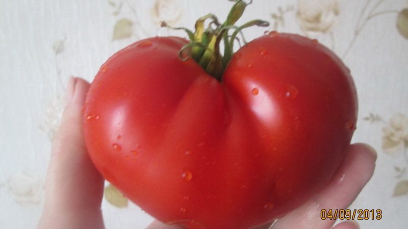 What can you remember about Masterpiece tomatoes and how to get a decent harvest