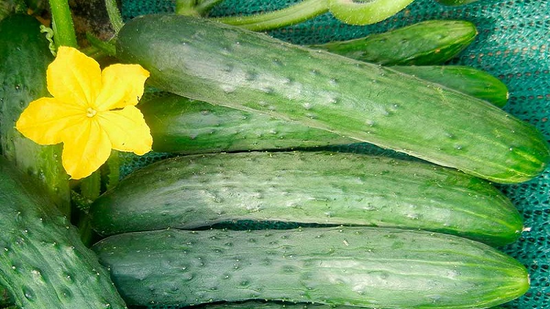 The most popular among gardeners Zozulya cucumbers for greenhouses and open ground