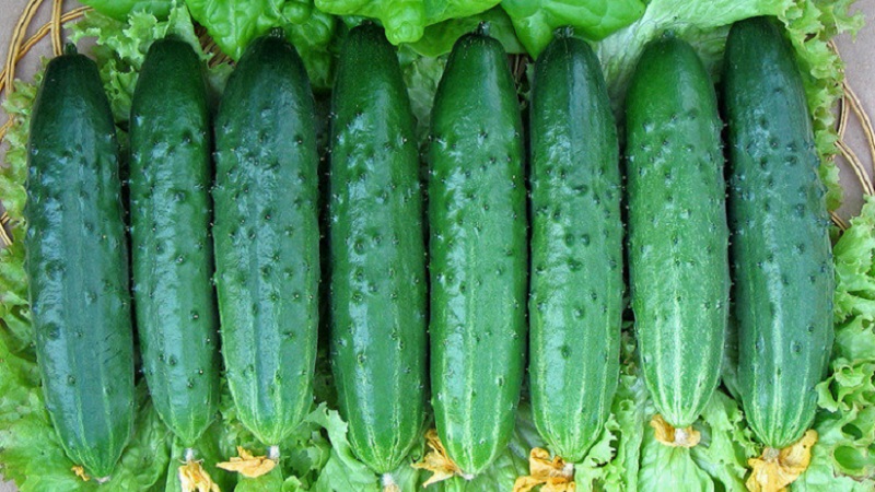 The most popular among gardeners Zozulya cucumbers for greenhouses and open ground