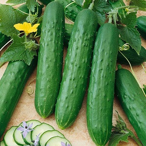 The most popular among gardeners Zozulya cucumbers for greenhouses and open ground