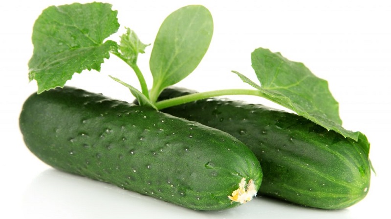 The most popular among gardeners Zozulya cucumbers for greenhouses and open ground