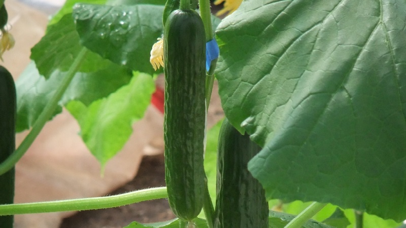 The most popular among gardeners Zozulya cucumbers for greenhouses and open ground