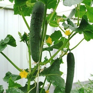 The most popular among gardeners Zozulya cucumbers for greenhouses and open ground