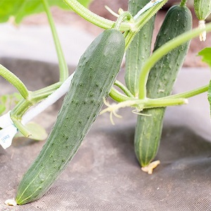 The most popular among gardeners Zozulya cucumbers for greenhouses and open ground