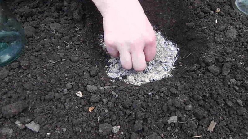 Step-by-step technology for growing zucchini in a greenhouse: we follow the rules and enjoy the result