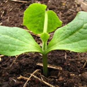 Step-by-step technology for growing zucchini in a greenhouse: we follow the rules and enjoy the result