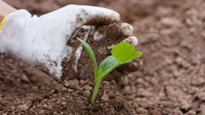 Step-by-step technology for growing zucchini in a greenhouse: we follow the rules and enjoy the result
