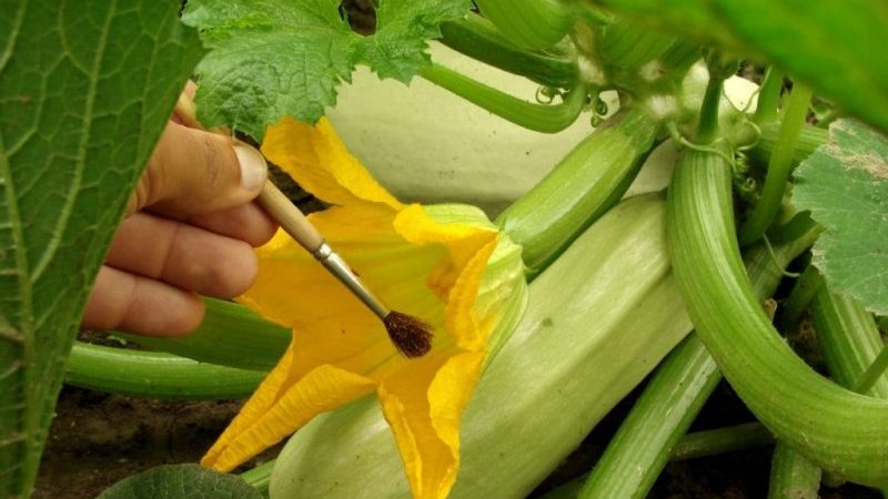 Step-by-step technology for growing zucchini in a greenhouse: we follow the rules and enjoy the result