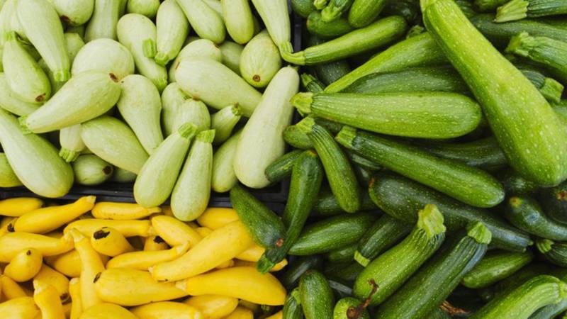 Step-by-step technology for growing zucchini in a greenhouse: we follow the rules and enjoy the result