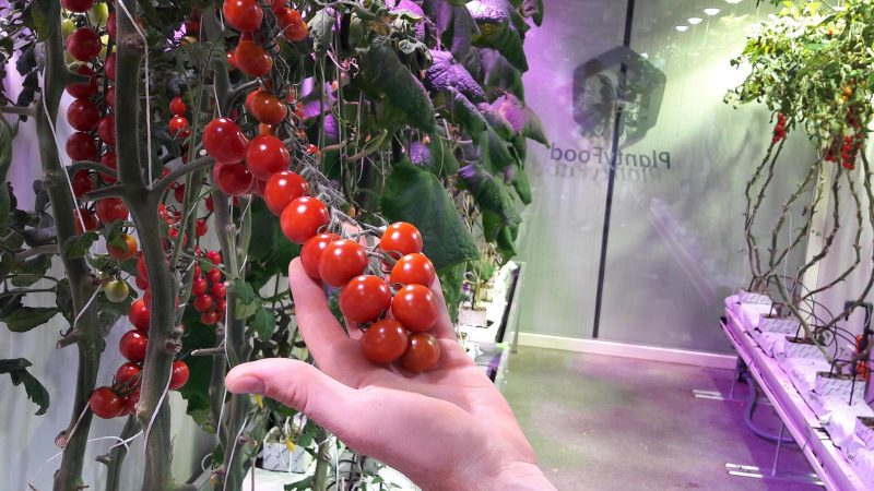 A step-by-step guide to growing cherry tomatoes: follow the rules and get a great harvest