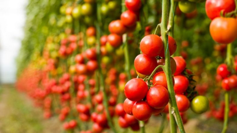 A step-by-step guide to growing cherry tomatoes: follow the rules and get a great harvest