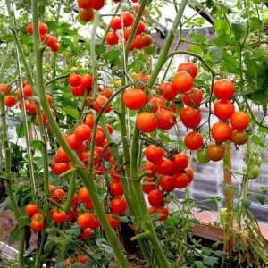 A step-by-step guide to growing cherry tomatoes: follow the rules and get a great harvest