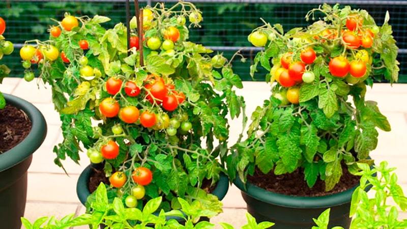 A step-by-step guide to growing cherry tomatoes: follow the rules and get a great harvest