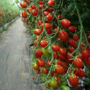 Octopus is a real tomato tree with a giant harvest
