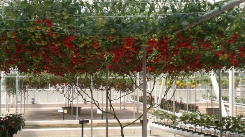 Octopus is a real tomato tree with a giant harvest