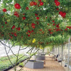 Octopus is a real tomato tree with a giant harvest